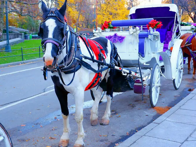 Carriage Ride in Central Park