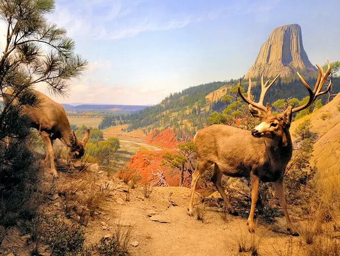 The American Museum of Natural History in New York - Habitat