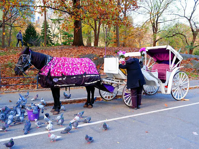 Horse Carriage Ride in Central Park - Guide