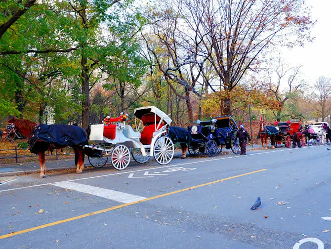 Horse Carriage Ride in Central Park - Carriage