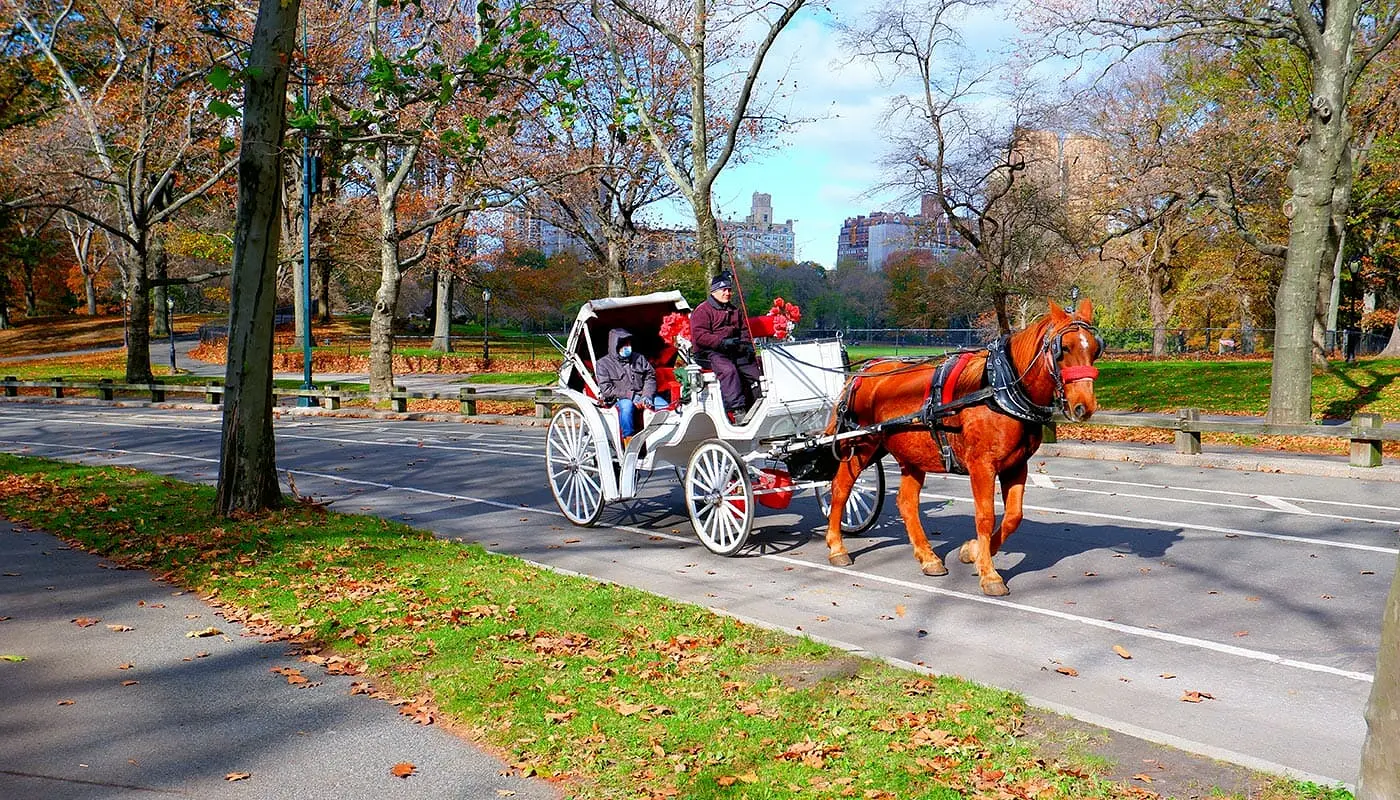 Horse Carriage Ride in Central Park - Carriages