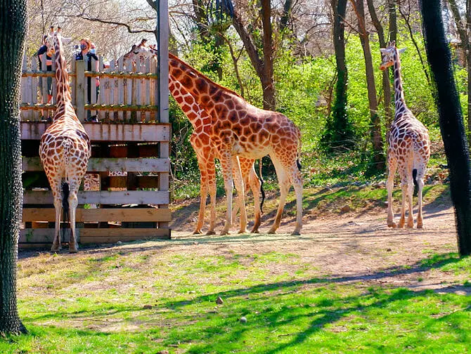 Giraffes - The Bronx Zoo NYC