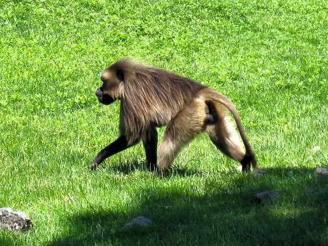 Monkey at The Bronx Zoo NYC