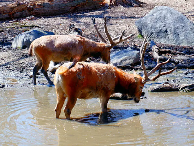 The Bronx Zoo in New York - Animals Drinking