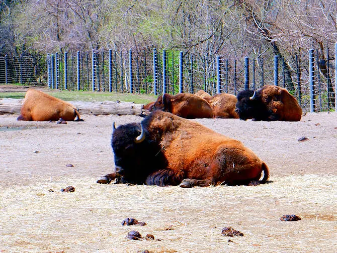 The Bronx Zoo in New York - Animals Relaxing