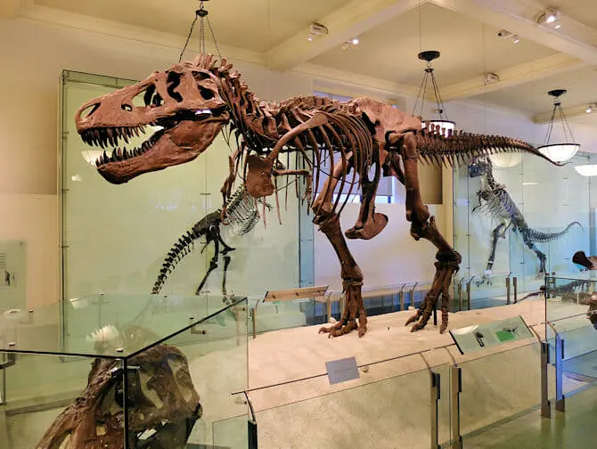 The American Museum of Natural History in New York - Dinosaur