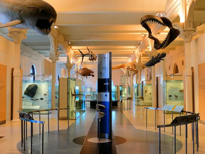The American Museum of Natural History in New York - Empty Tour