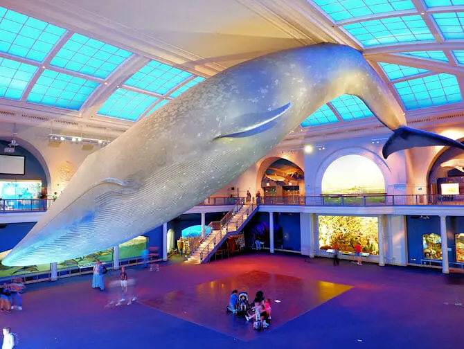 The American Museum of Natural History in New York - Ocean Life