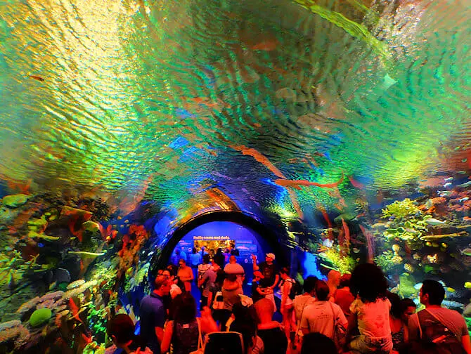 New York Aquarium - Fish