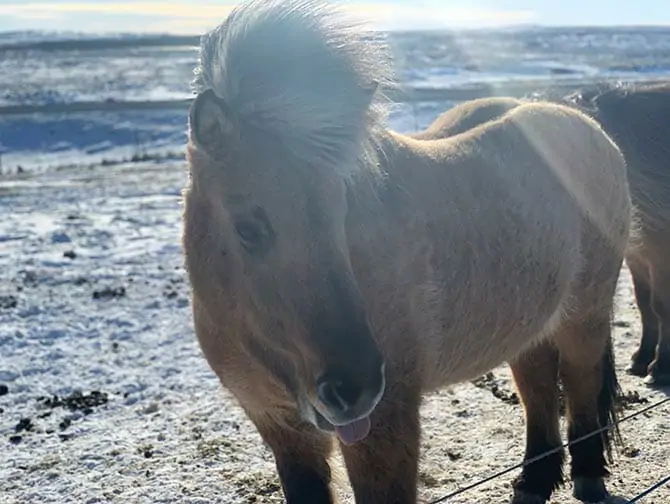 Iceland Stopover on your way to New York - Islandpferd