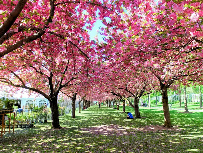 Botanical Gardens in New York - Cherry Blossoms