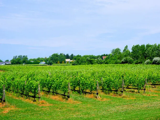 Day Trip to The Hamptons - Wine