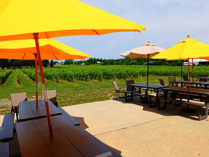 Winery Day Trip from New York - Vineyard