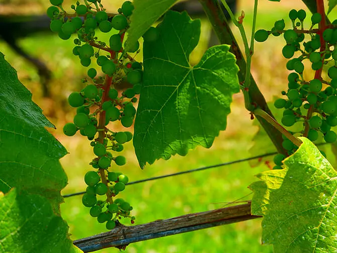 Winery Day Trip from New York